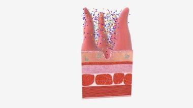 Sağlıklı Mikrobik Denge 3D Canlandırma