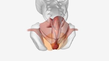 Anal kanal gastrointestinal bölgenin son bölümüdür..