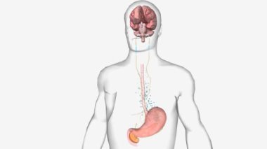 Normal Gastrik 3d Canlandırması Boşaltılıyor