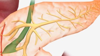 Pankreas Anatomisi, Pankreas Kanalı 3D animasyon