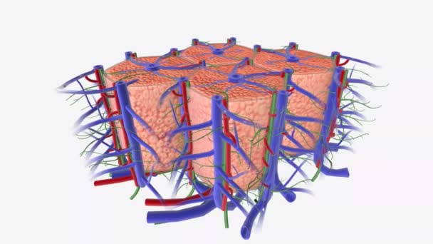 肝脏组织组3D动画 — 图库视频影像