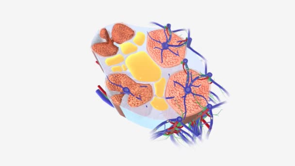 肝硬化对肝组织的影响 — 图库视频影像