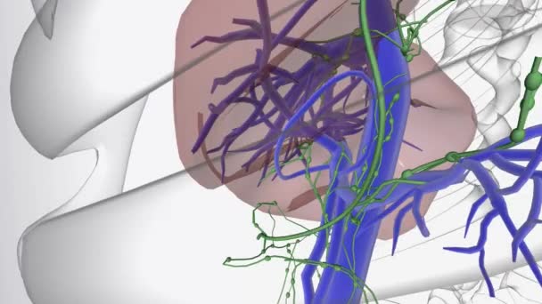 Karaciğerde Çeşitli Kanser Türleri Oluşabilir Karaciğer Kanserinin Yaygın Türü Karaciğer — Stok video