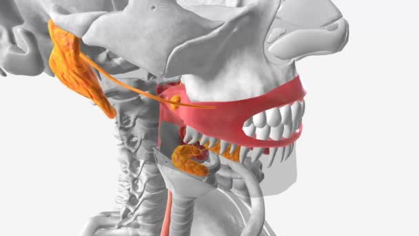 Cavidade Oral Glândulas Salivares — Vídeo de Stock