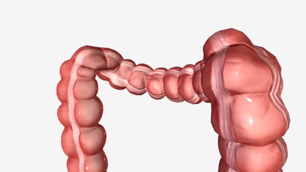 Besar Intestine Cross Section Transverse Colon — Stok Video