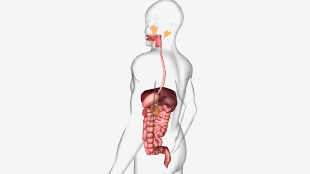 Sindirim Sistemi Karaciğer Pankreas Safra Kesesi Gibi Gastrointestinal Beze Organlarından — Stok video