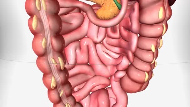 Healthy Digestion Colon Animation — Stock Video