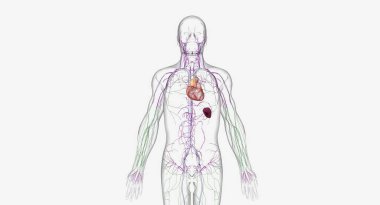 The lymphatic system is a network of organs, tissues, vessels and nodes that filter the lymph throughout the body. 3D rendering