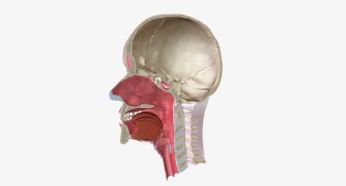 Head and Neck Cross Section 3D rendering