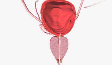 Alt idrar yolu, idrar depolayan organlardan oluşur. 3B görüntüleme