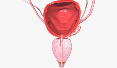 Alt idrar yolu, idrar depolayan organlardan oluşur. 3B görüntüleme