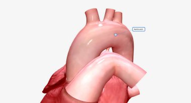 The aorta sends oxygenated blood from the heart to all parts of the body. 3D rendering