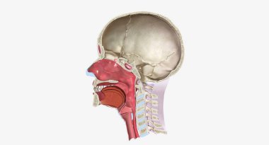 Head and Neck Cross Section 3D rendering