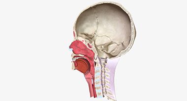 Head and Neck Cross Section 3D rendering