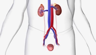 Kidney stones can become painful when traveling through the urinary tract but do not usually cause lasting damage. 3D Rendering clipart
