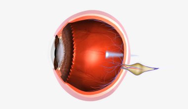 Presbyopia is a degenerative eye condition characterized by the gradual inability to see objects up close. 3D rendering clipart