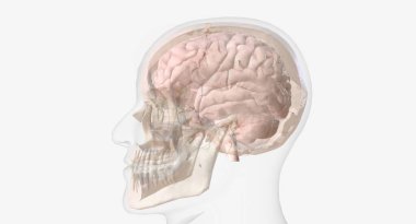 Gerilim tipi olarak bilinen baş ağrıları, alnını, şakaklarını ve başının arkasını etkiler.