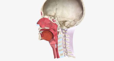 Head and Neck Cross Section 3D rendering