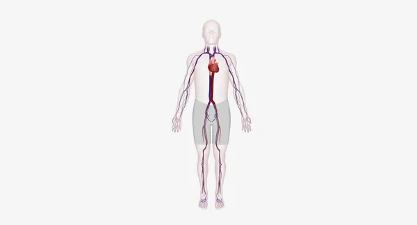 心血管系统包含心脏和血管 动脉和静脉 — 图库照片