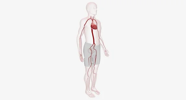 Artärer Starka Muskulösa Blodkärl Som Försörjer Syrerikt Blod Från Hjärtat — Stockfoto