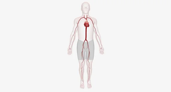 Artärer Starka Muskulösa Blodkärl Som Försörjer Syrerikt Blod Från Hjärtat — Stockfoto