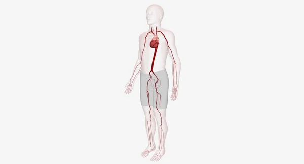 Arteri Kuat Pembuluh Darah Berotot Yang Memasok Oksigen Yang Kaya — Stok Foto