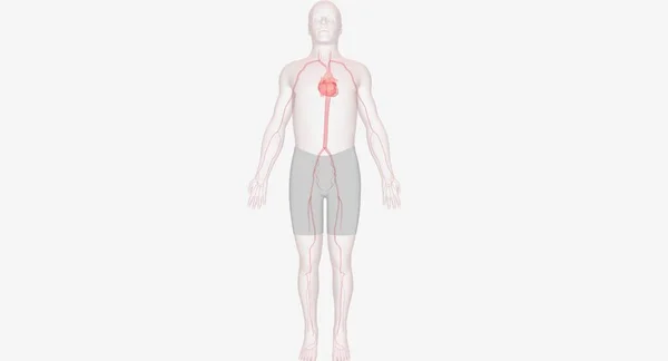 Blod Pumpas Genom Hela Det Arteriella Systemet För Att Syre — Stockfoto