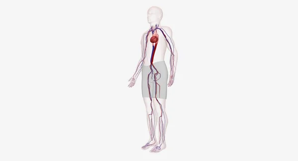 Det Kardiovaskulära Systemet Innehåller Hjärta Och Blodkärl Artärer Och Vener — Stockfoto