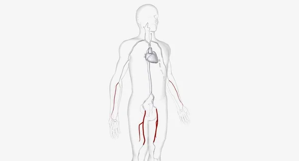 Las Arterias Para Inserción Del Catéter Render — Foto de Stock