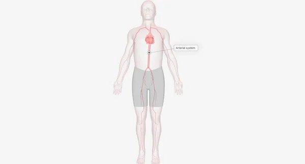 Atardamar Sistemi Boyunca Vücudun Her Yerine Oksijen Besin Sağlamak Için — Stok fotoğraf