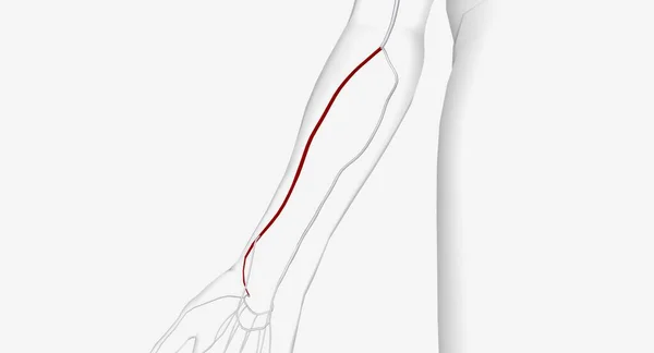 桡动脉是前臂的主要动脉 为下臂和手部供血 3D渲染 — 图库照片