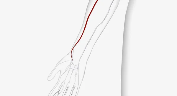 Den Radiella Artären Större Artär Underarmen Som Levererar Blod Till — Stockfoto
