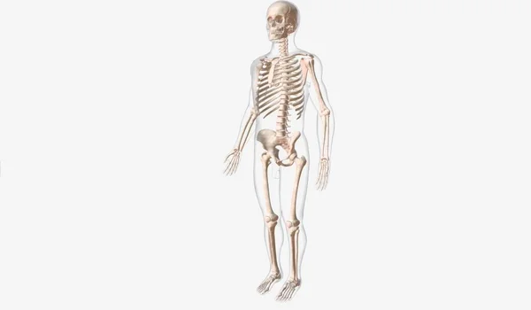 それは動きを容易にし 体の構造とサポートを与えるいくつかの骨で構成されています 3Dレンダリング — ストック写真