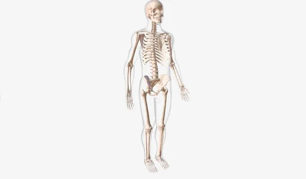 Made Several Bones Facilitate Movement Give Body Structure Support Rendering — Stock Photo, Image