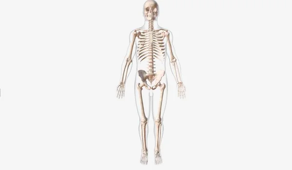 Számos Csontból Áll Amelyek Megkönnyítik Mozgást Biztosítják Test Szerkezetét Tartását — Stock Fotó