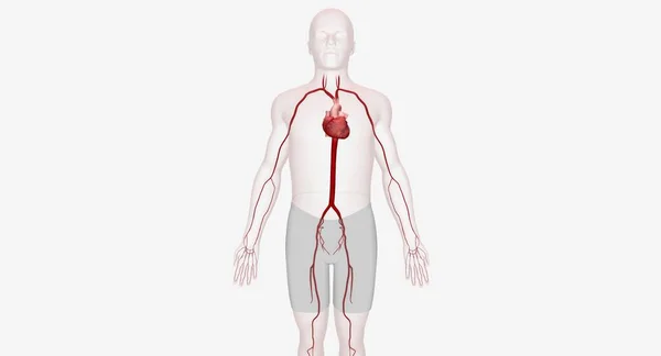 Las Arterias Son Vasos Sanguíneos Fuertes Musculares Que Suministran Sangre — Foto de Stock
