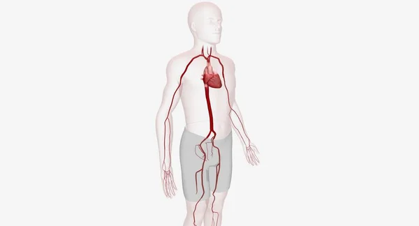 Las Arterias Son Vasos Sanguíneos Fuertes Musculares Que Suministran Sangre — Foto de Stock