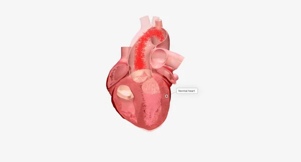 Corazón Órgano Muscular Que Responsable Bombear Sangre Por Todo Cuerpo — Foto de Stock