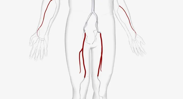 Arteria Femoral Una Arteria Grande Ingle Que Suministra Sangre Extremidad — Foto de Stock