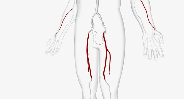 大腿骨動脈は 下肢に血液を供給する大動脈です 3Dレンダリング — ストック写真