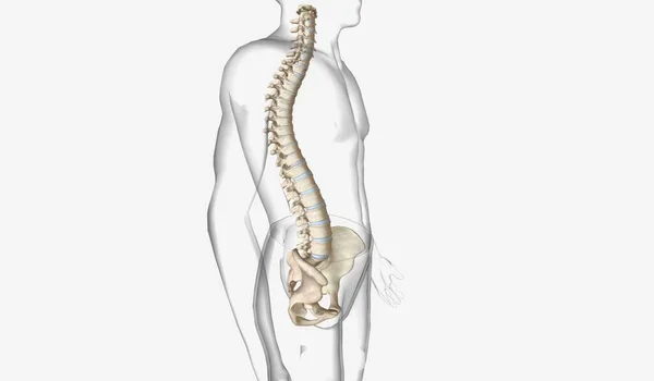 胸部脊柱通常有一个轻微的向外弯曲 在后遗症患者中 胸部脊柱的弯曲比平常多 导致驼背 3D渲染 — 图库照片