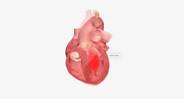 Ваше Сердце Является Мышечным Органом Который Отвечает Перекачку Крови Всему — стоковое фото