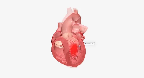 あなたの心はあなたの体中の血を汲み上げるための責任がある筋肉器官です 3Dレンダリング — ストック写真