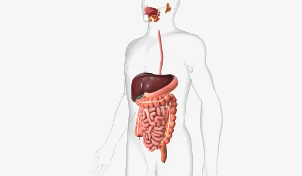 Digestive Tract Which Includes Mouth Pharynx Esophagus Stomach Small Intestine — Foto de Stock