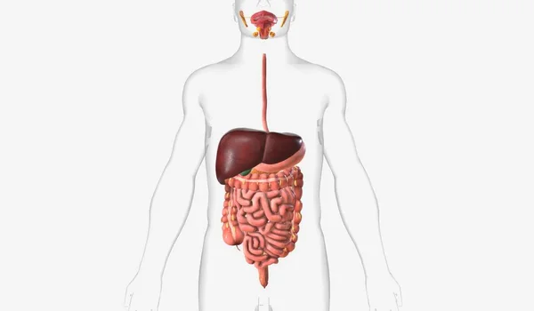 Digestive Tract Which Includes Mouth Pharynx Esophagus Stomach Small Intestine —  Fotos de Stock