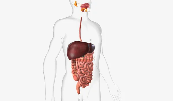 Digestive Tract Which Includes Mouth Pharynx Esophagus Stomach Small Intestine — Foto de Stock