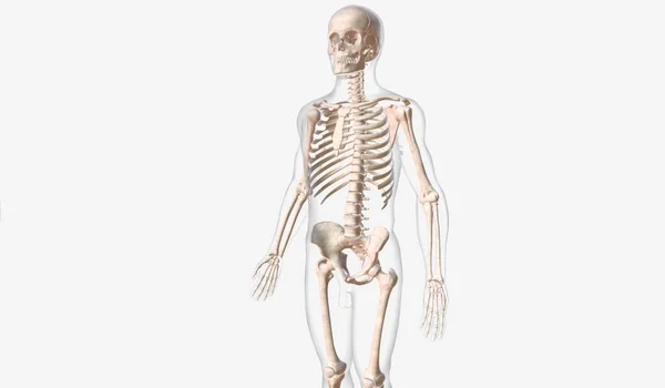 它由几块骨头组成 这些骨头能促进身体的运动 赋予身体结构和支撑 3D渲染 — 图库照片
