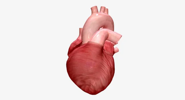 大動脈は心臓から体のすべての部分に酸素化された血液を送ります 3Dレンダリング — ストック写真