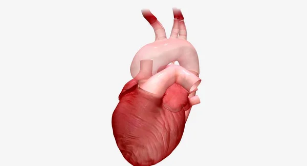 stock image A synthetic graft is an artificial tube that allows the oxygenated blood to flowfrom the heart to the rest of the body. 3D rendering