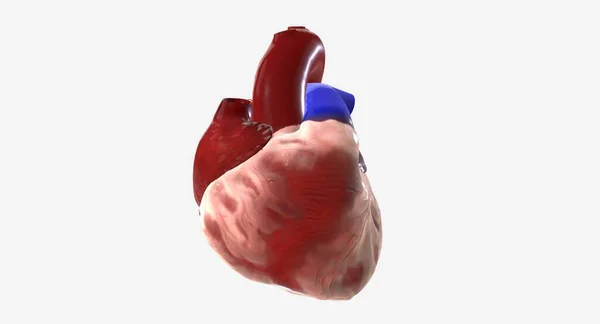심장은 흉강의 중앙에 근육질 기관이다 렌더링 — 스톡 사진